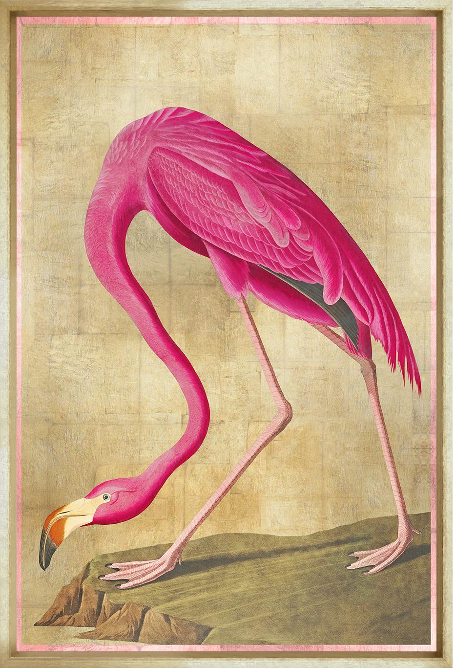 American Flamingo