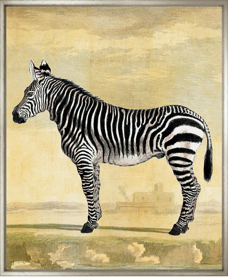 Equus Zebra