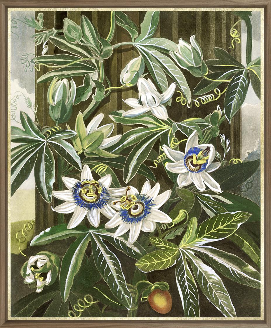 Blue Passion Flower