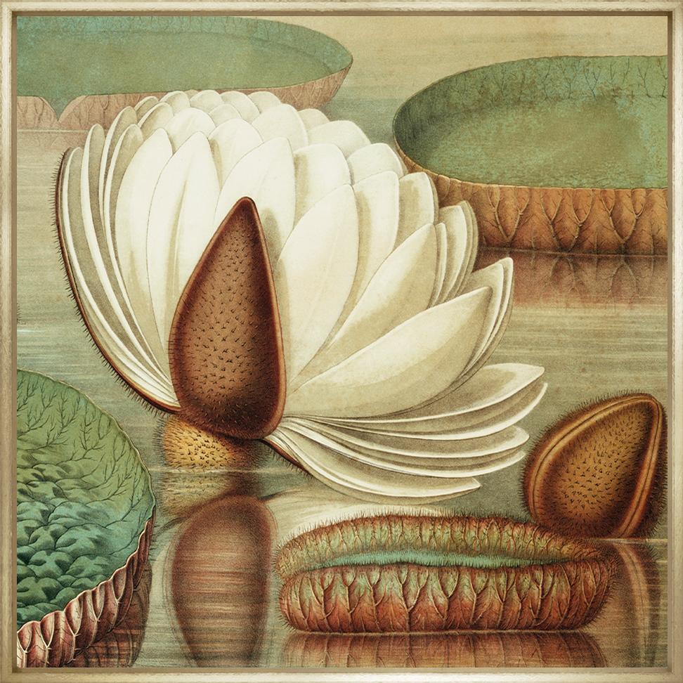 The Great Waterlily