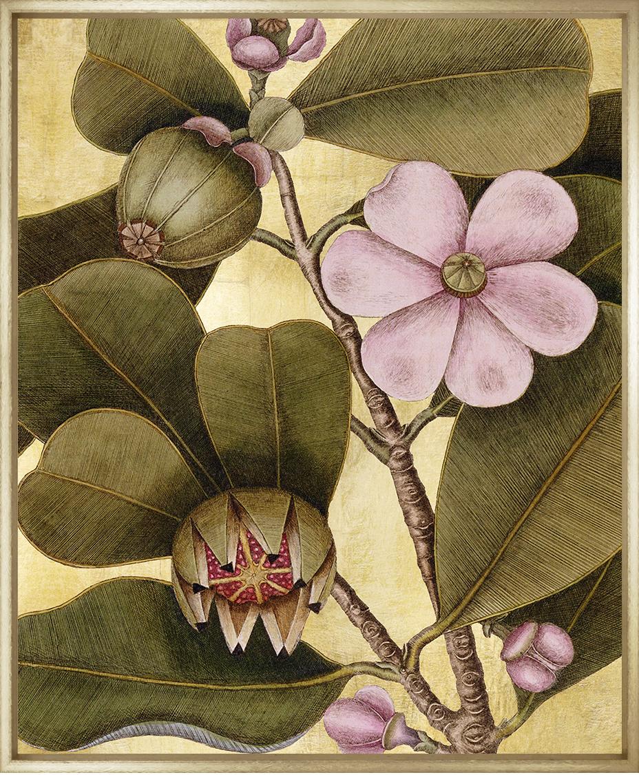 Flowering Balsam Tree