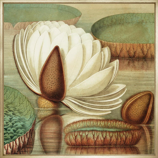 The Great Waterlily
